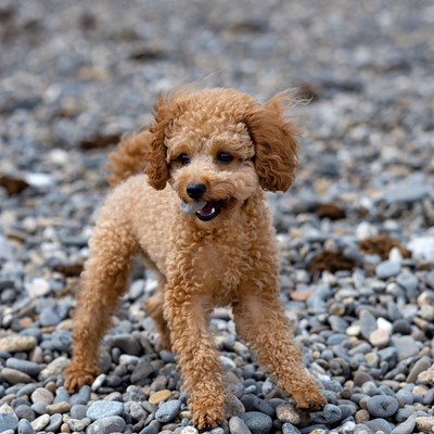 Curly-haired Poodle on pebbly beach
