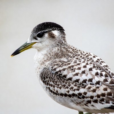Black Skimmer Bird Portrait