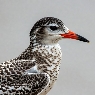 Black Skimmer Bird Profile