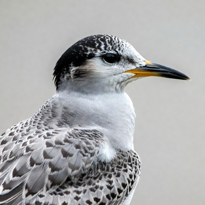 Black Tern Bird Portrait
