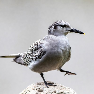 Tern standing on rock