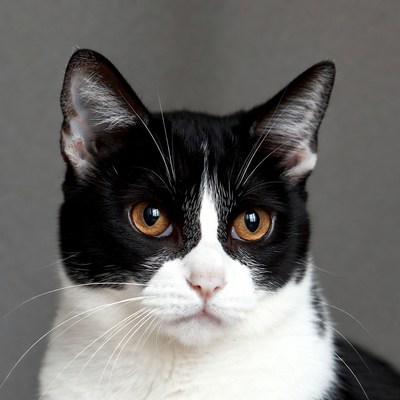 Black and white cat close-up