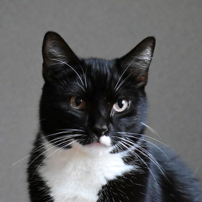 Black and white cat portrait