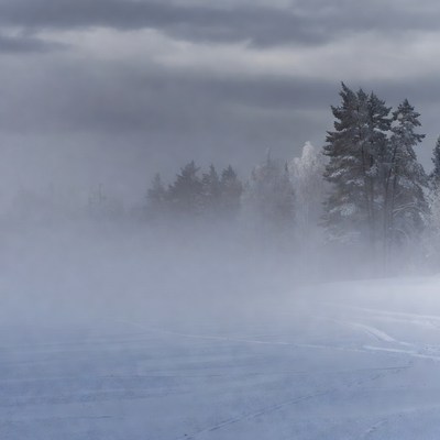 Snowy Pine Trees in Foggy Blizzard