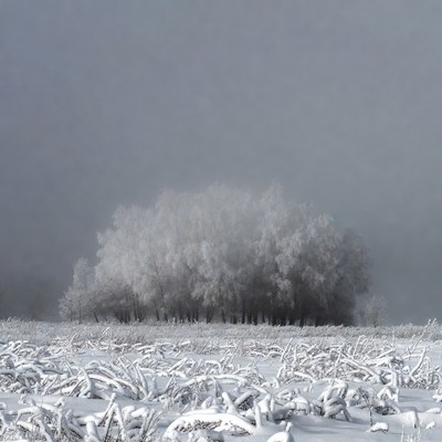 Snow-Covered Trees in Winter Field