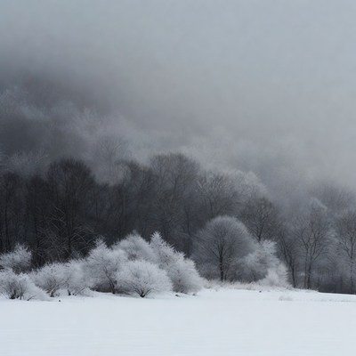 Snowy Trees in Foggy Field