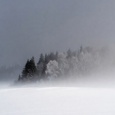Snowy Pine Trees in Foggy Field
