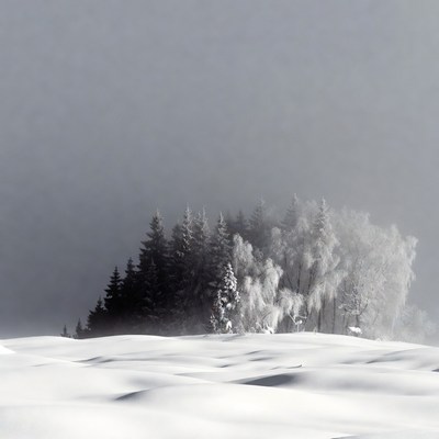 Snowy Pine Trees on Winter Hill