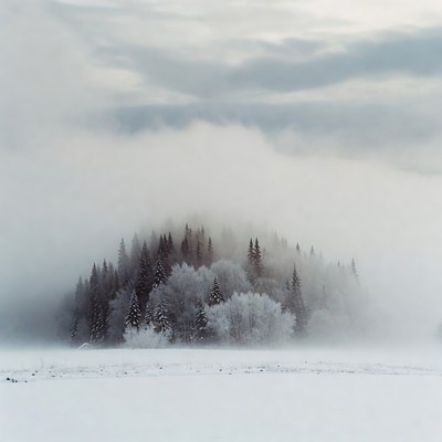Snowy Pine Island in Thick Fog
