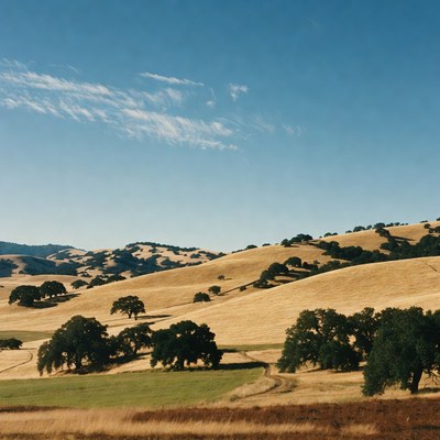 Golden Oak Hills Landscape
