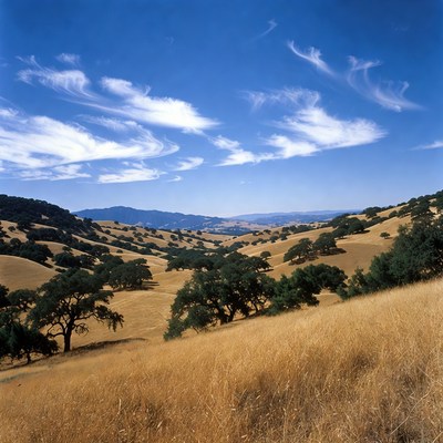 Golden Oak Hills Under Blue Sky