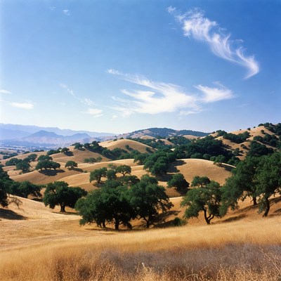 Golden Oak Hills Landscape