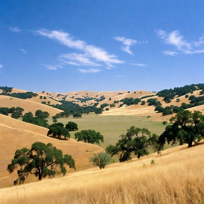 Golden Oak Hills Landscape