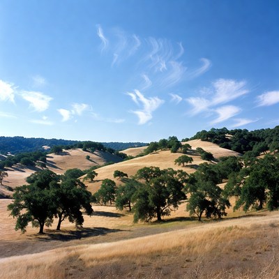 Golden Oak Hills Under Blue Sky