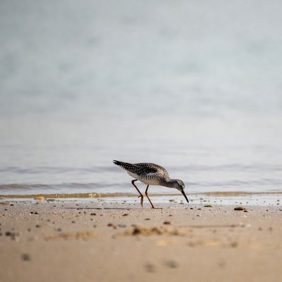 Spotted Sandpiper foraging on beach