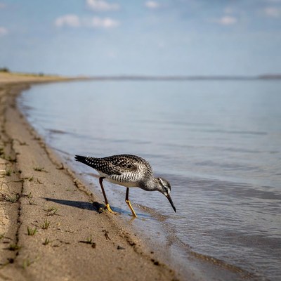 Spotted Sandpiper foraging at lakeshore