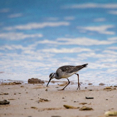 Spotted Sandpiper foraging on beach