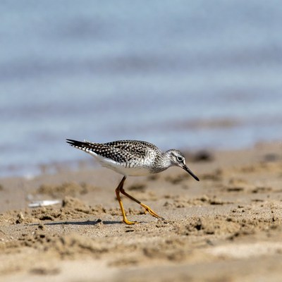 Semipalmated Sandpiper on beach