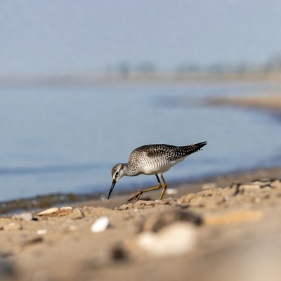 Spotted Sandpiper foraging on beach