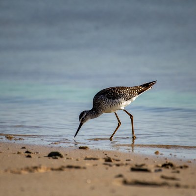 Spotted Sandpiper foraging at beach