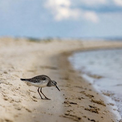 Sanderling foraging on beach