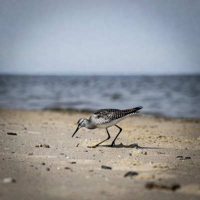 Sanderling foraging on beach
