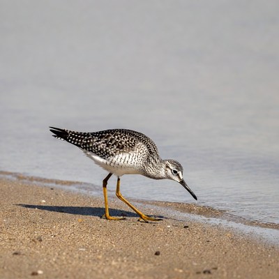 Semipalmated Sandpiper foraging on beach