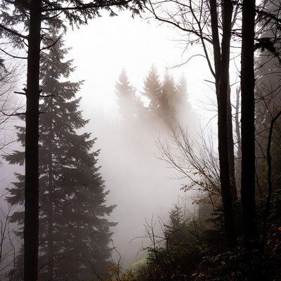 Foggy Pine Forest Landscape