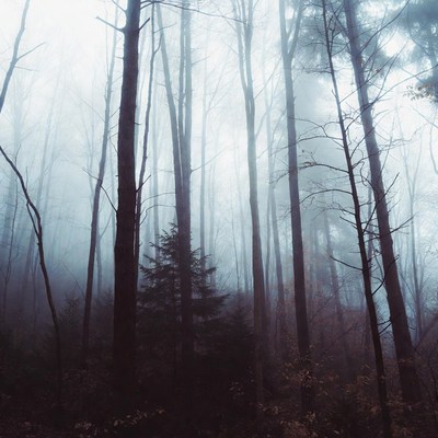 Foggy Forest with Tall Bare Trees