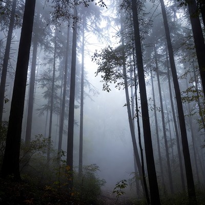 Misty Forest with Tall Pine Trees