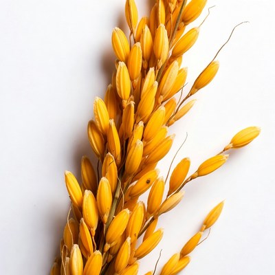 Golden rice panicle on white background