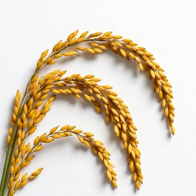 Golden rice panicles on white background