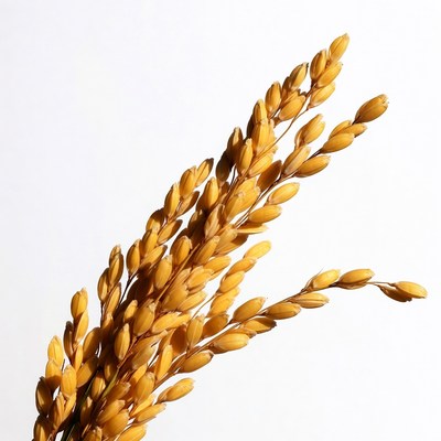 Golden rice stalks on white background