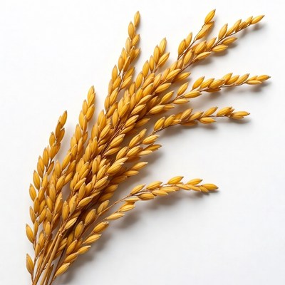Golden rice stalks on white background