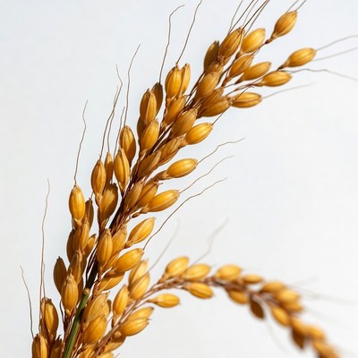 Golden rice stalk on white background