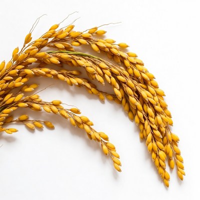 Golden rice stalks on white background