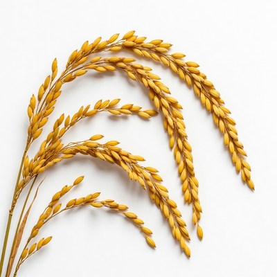 Golden rice stalks on white background