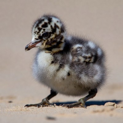 Fluffy seagull chick on beach sand