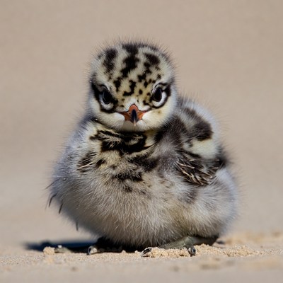 Fluffy killdeer chick on sand