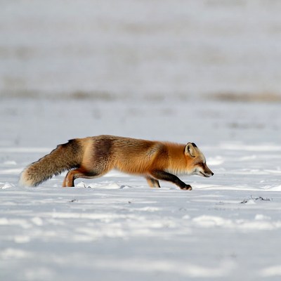 Red fox running in snow