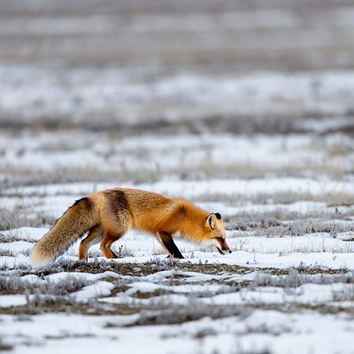 Red fox walking in snowy field