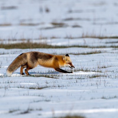 Red fox running in snowy field