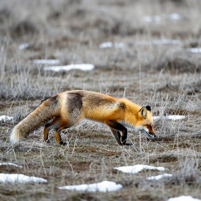 Red fox walking in snowy field