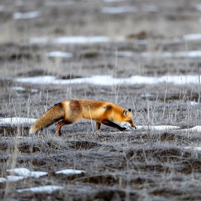 Red fox foraging in snowy field