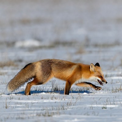 Red fox hunting in snowy field