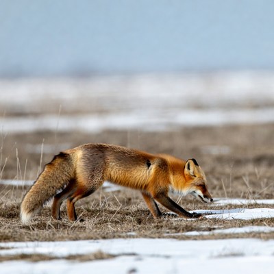 Red fox walking in snowy field