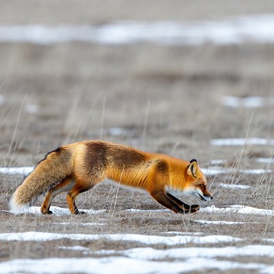 Red fox pouncing in snowy field