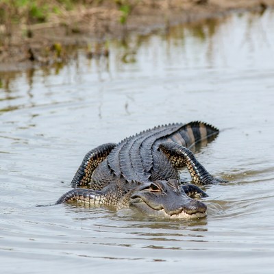 Alligator swimming in swamp water