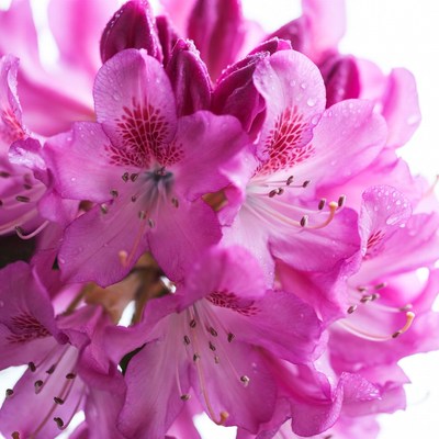 Pink Rhododendron Flowers with Water Droplets
