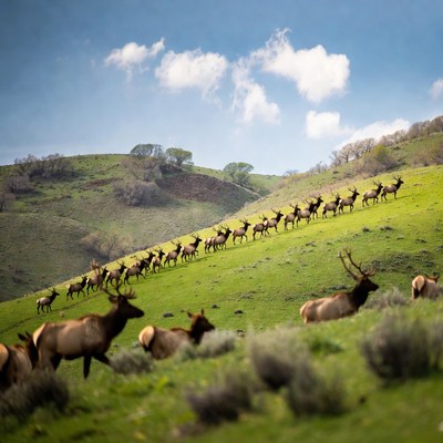 Herd of Elk on Green Hillside